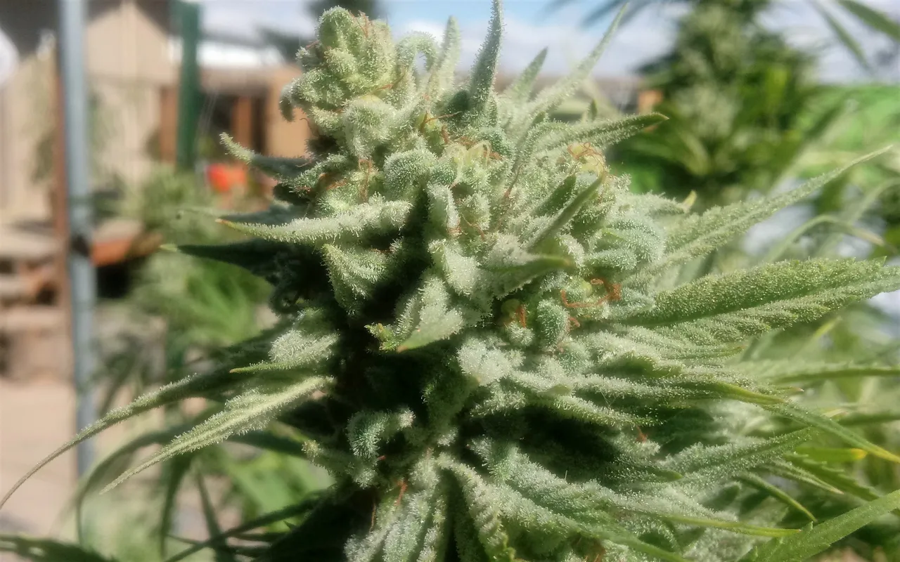 20180827_144256.jpg