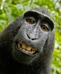 monkey selfie.jpg