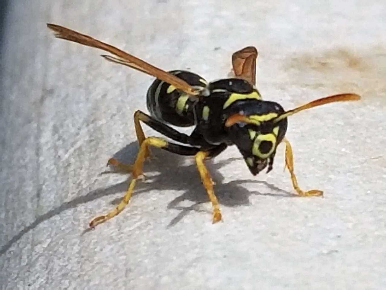 20180812_114525.jpg