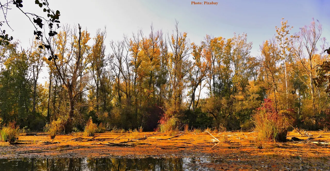 swamp pixabay.jpg