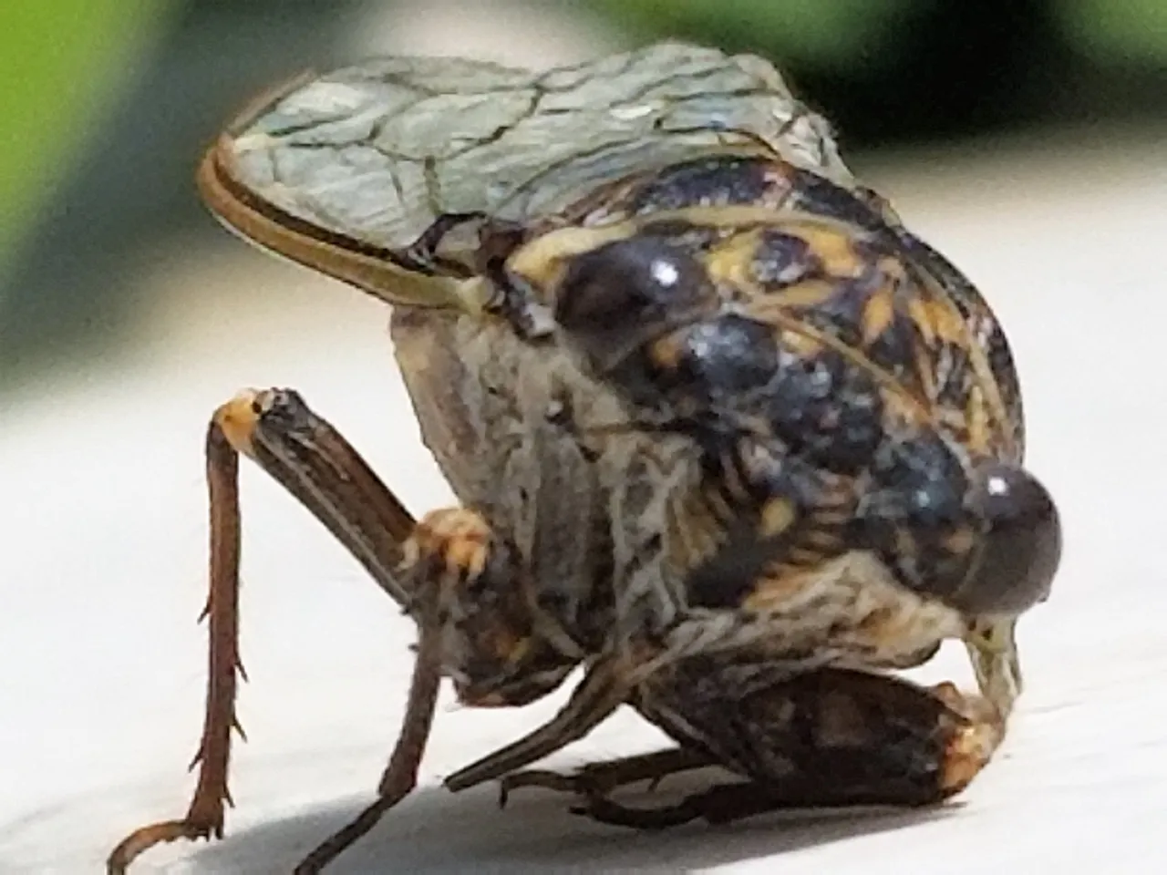 20180812_113409.jpg