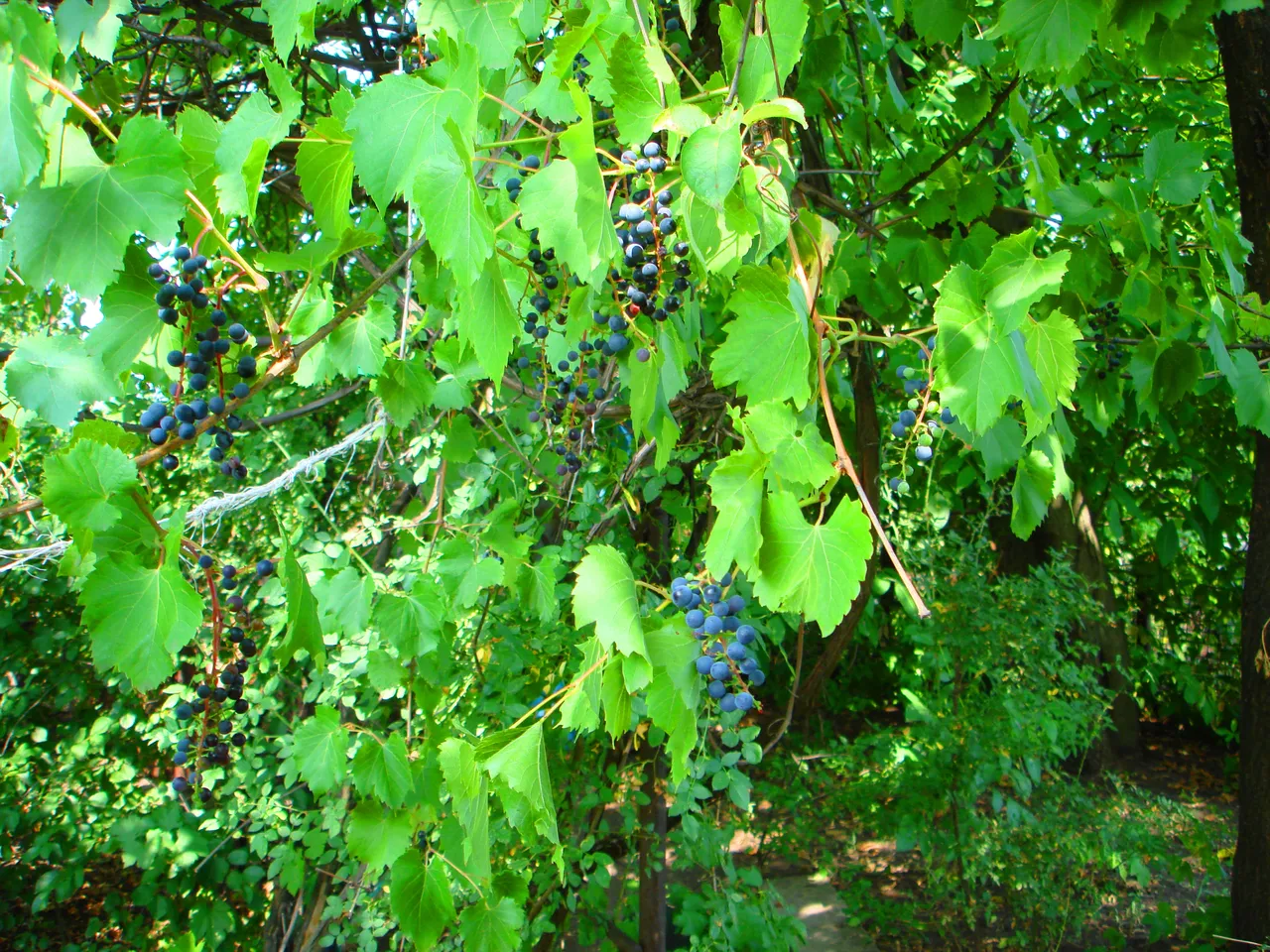 DSC01724-222222.jpg