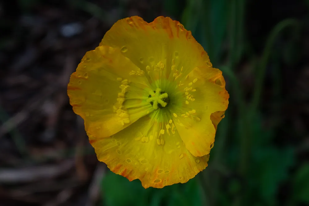 poppy.1000-2034.jpg