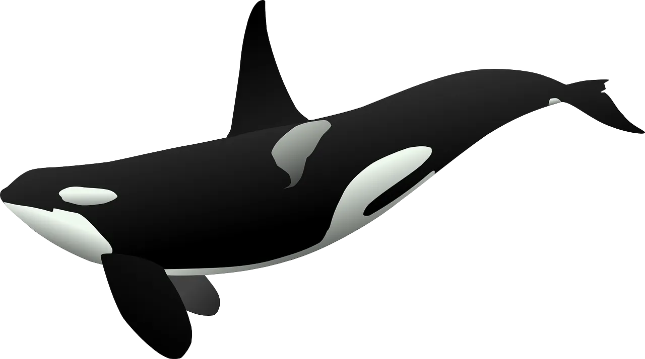 orca-23182_1280.png