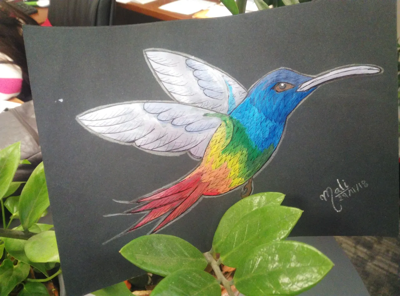 colibri final.jpg