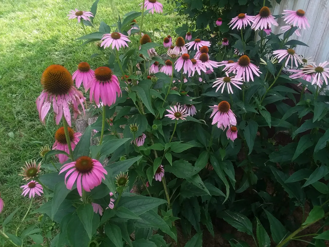 20180722_085432.jpg