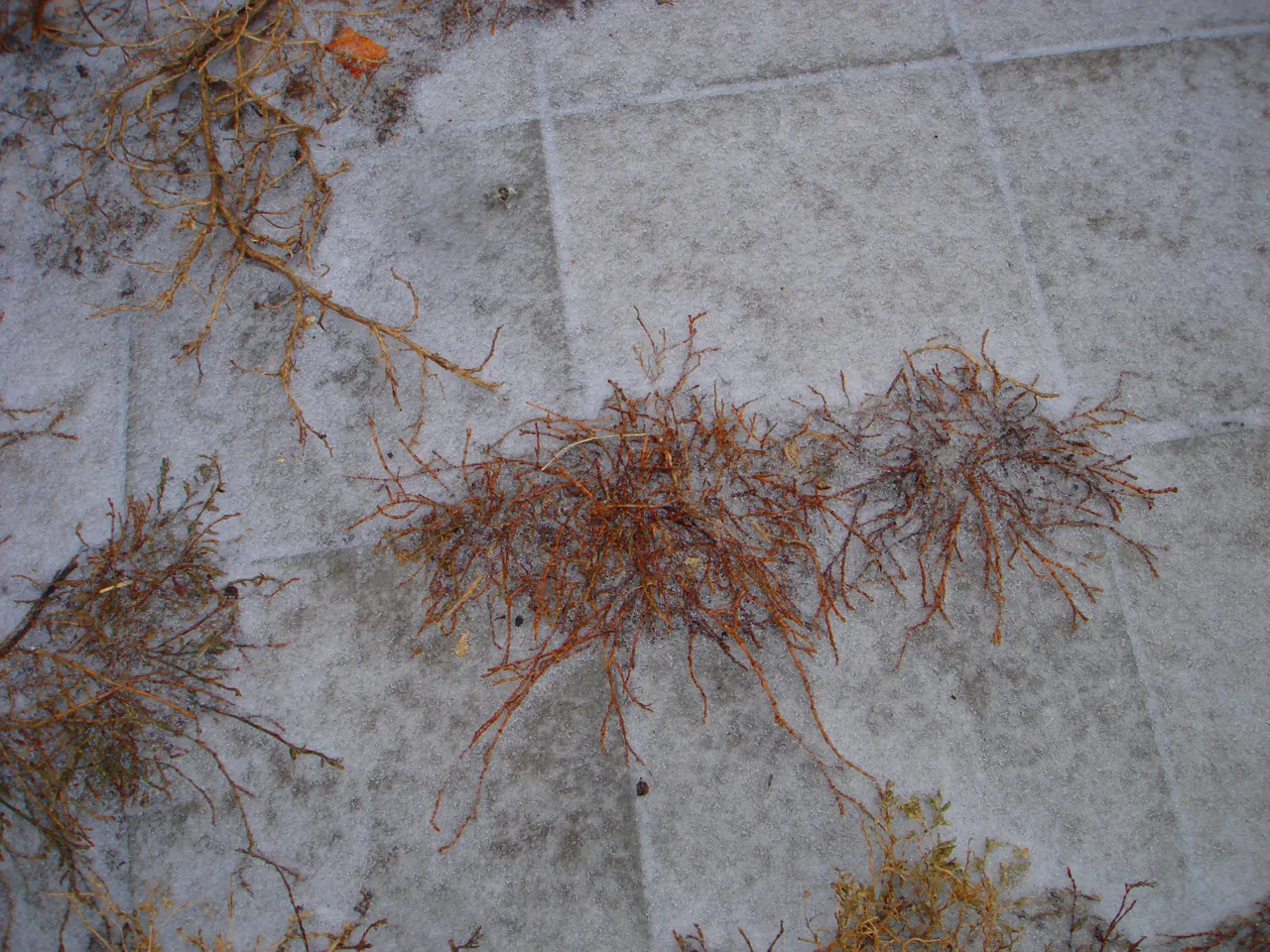 DSC00347-333333.jpg