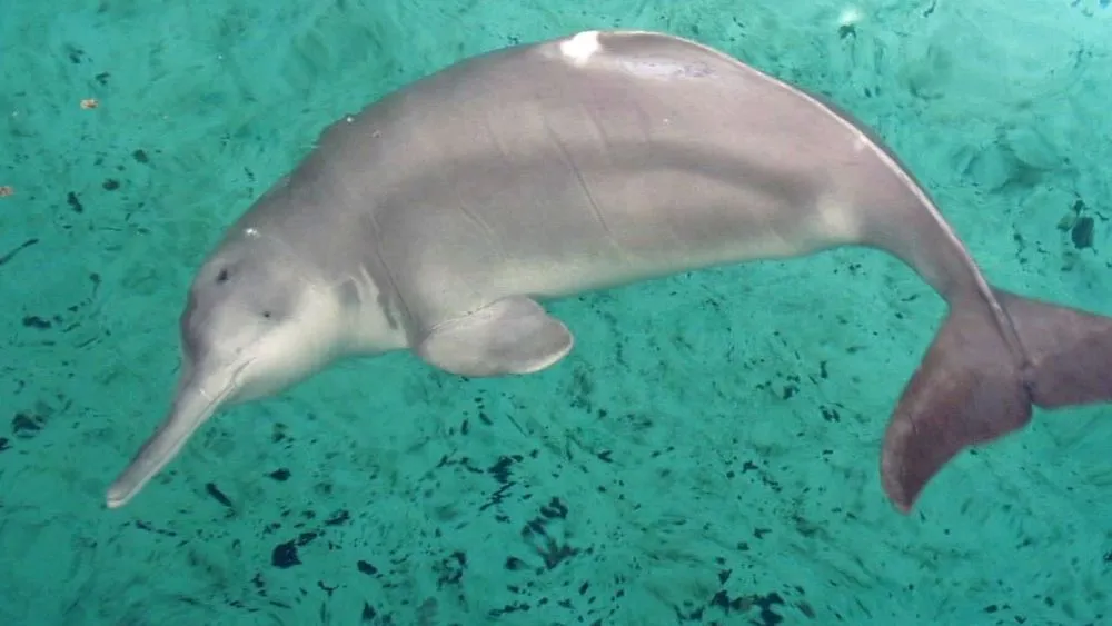 river dolphin.jpg