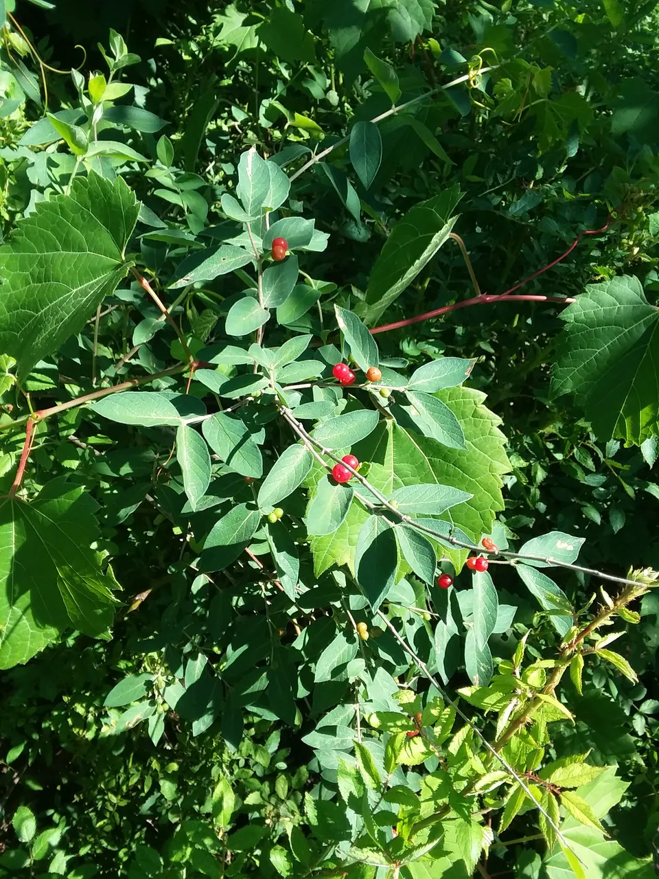 20180625_164909.jpg