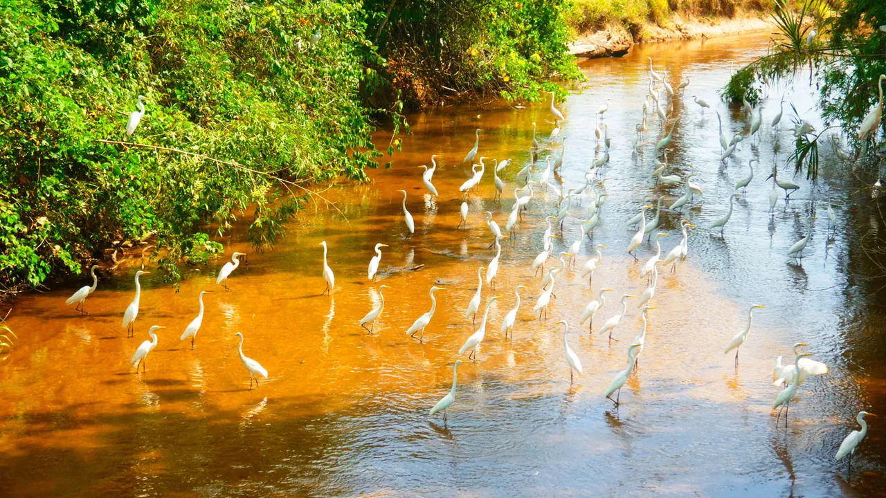 garzas-llaneras.jpg
