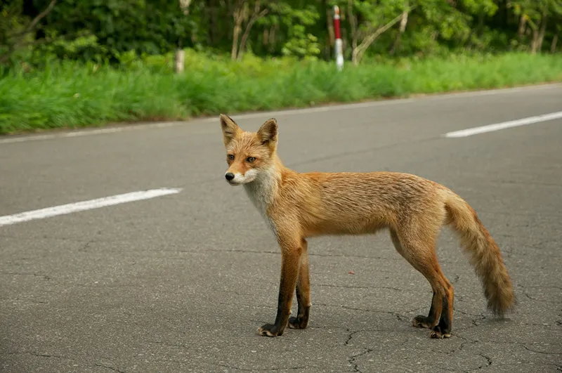 fox-in-the-road.jpg