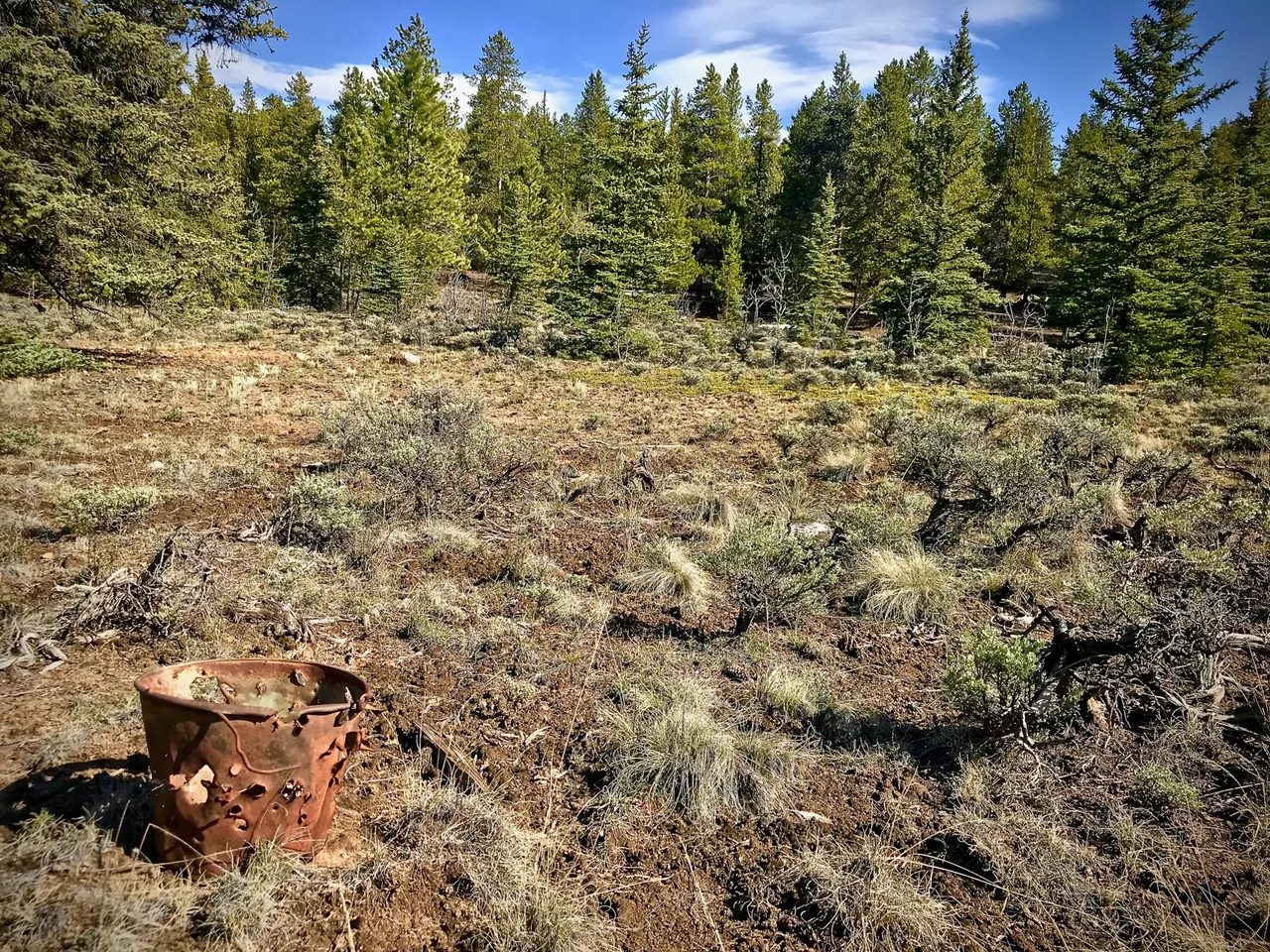 mountain lion.jpg