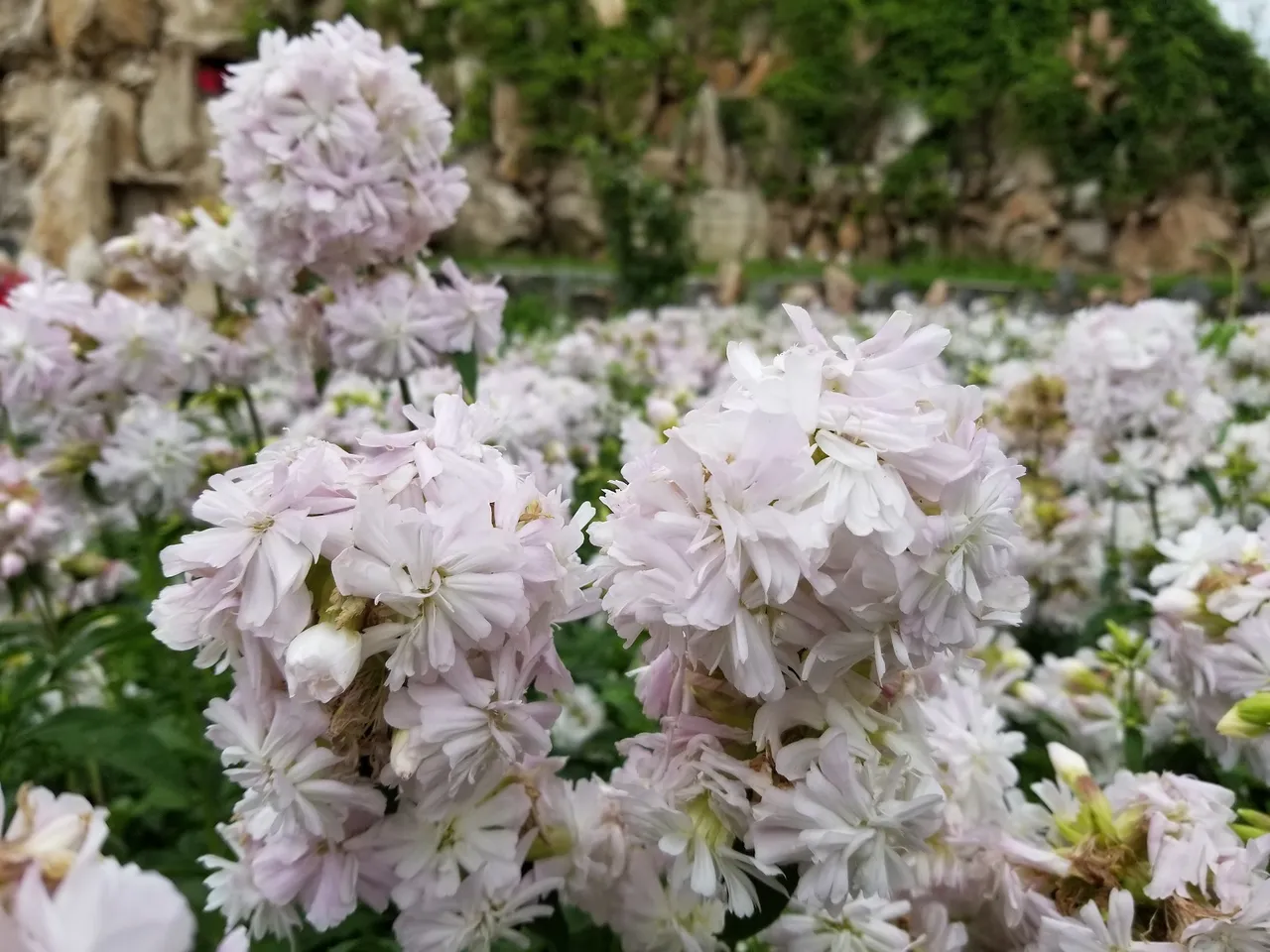 20180617_100314.jpg