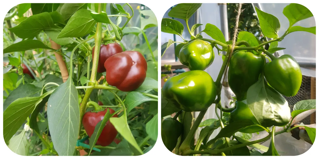 sweet peppers.jpg