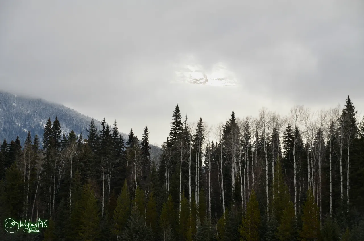 mount robson4.jpg