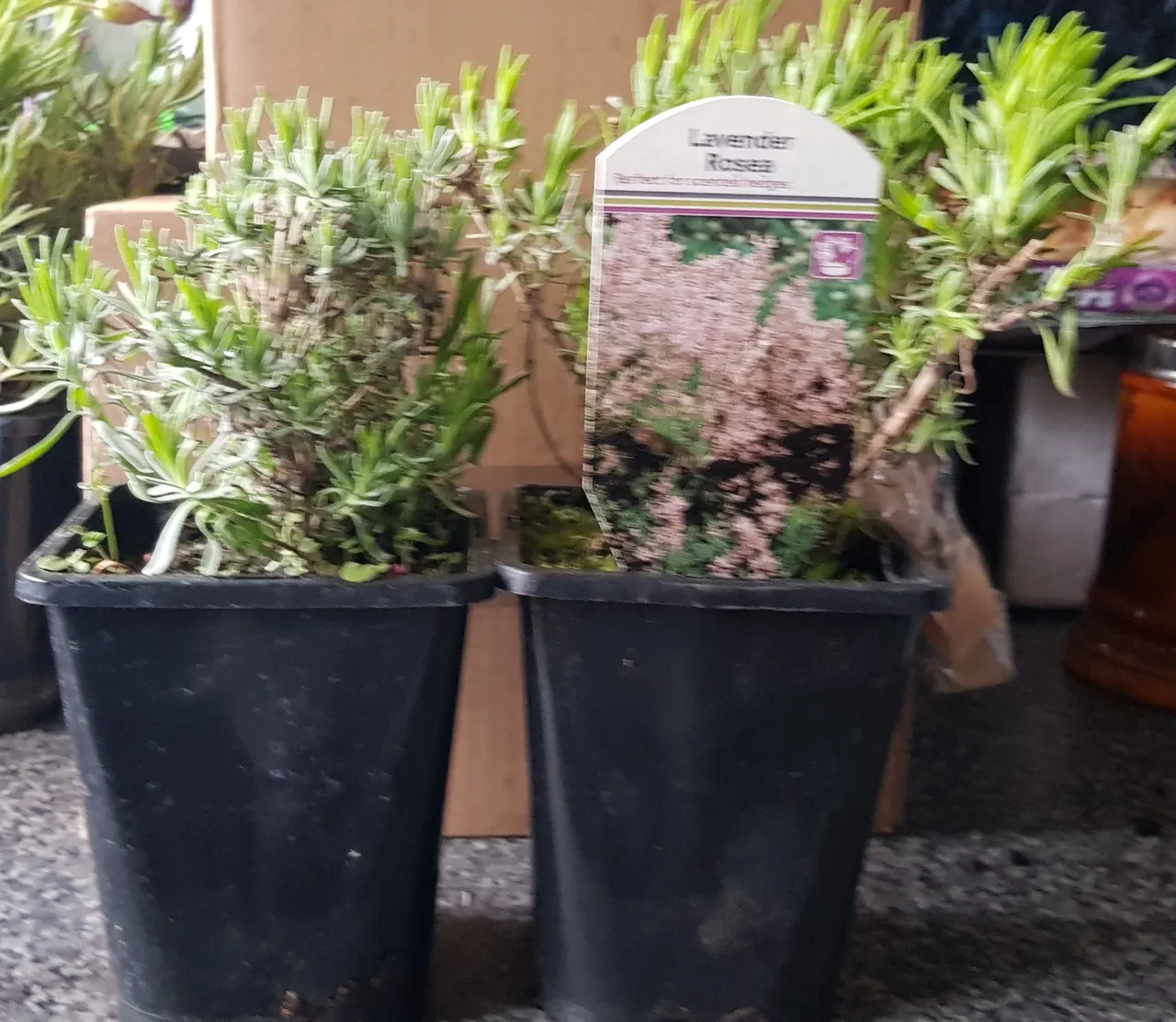 20190406_200503.jpg