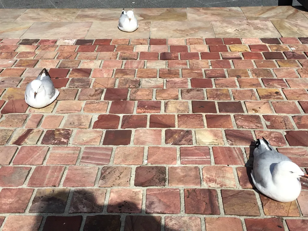 seagulls social distancing.jpg