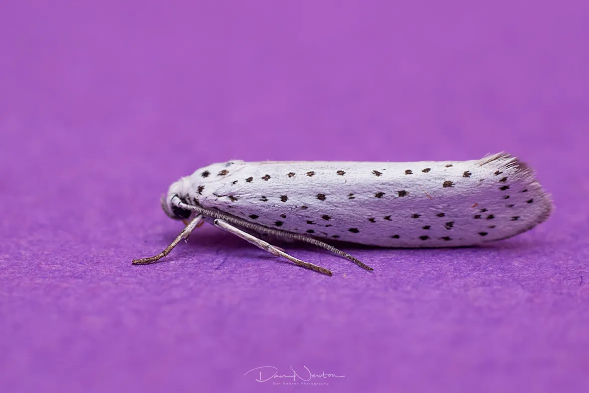 16.001 Birdcherry Ermine0105PP.jpg