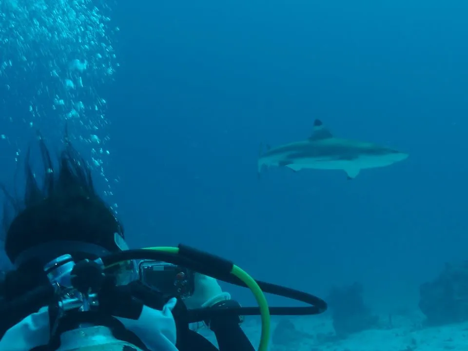 430752_380217602002811_1282260980_n.jpg