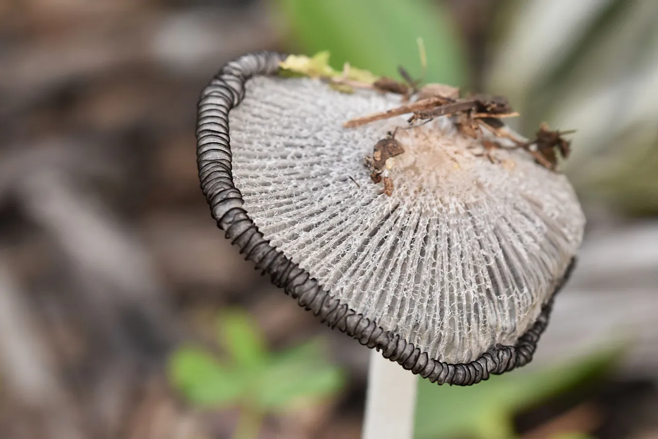 Coprinus lagopus inkcap mushroom 4.jpg