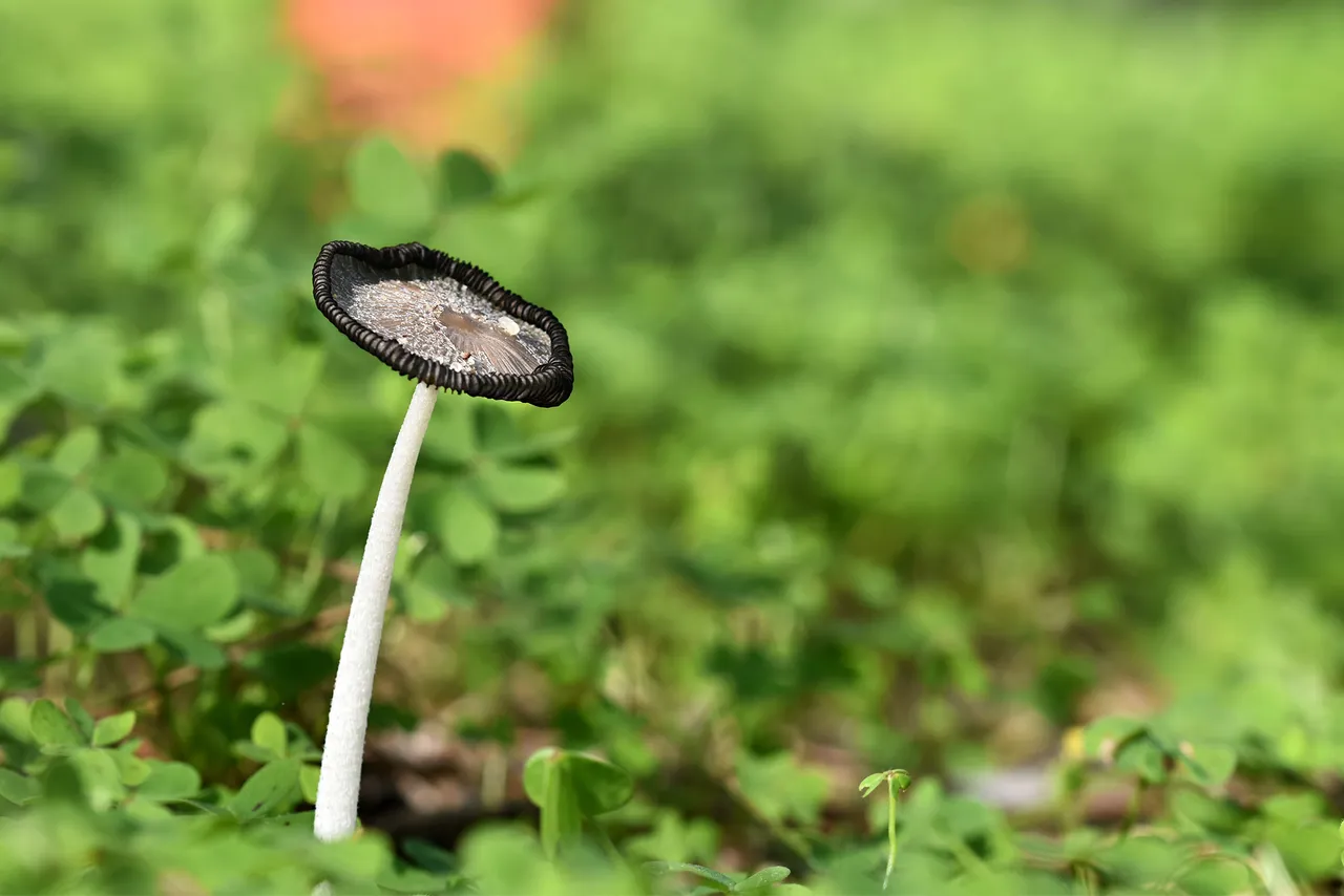 Coprinus lagopus inkcap mushroom 5.jpg