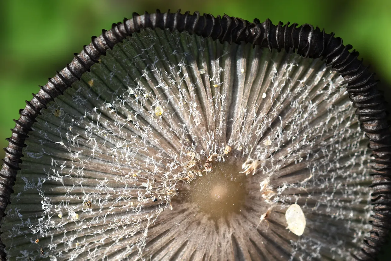 Coprinus lagopus inkcap mushroom 7.jpg