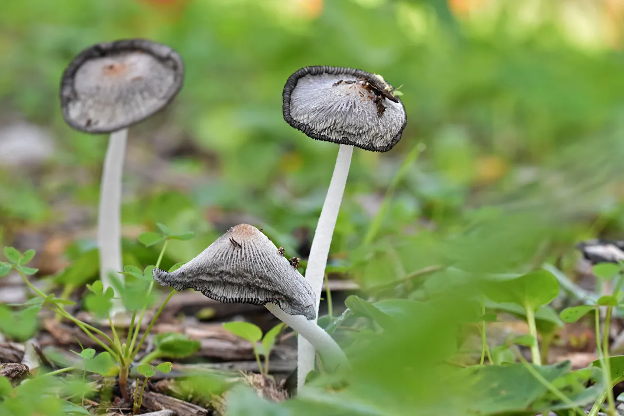 Coprinus lagopus inkcap mushroom 1.jpg