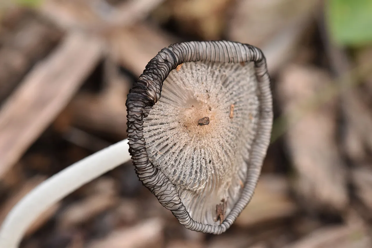 Coprinus lagopus inkcap mushroom 3.jpg