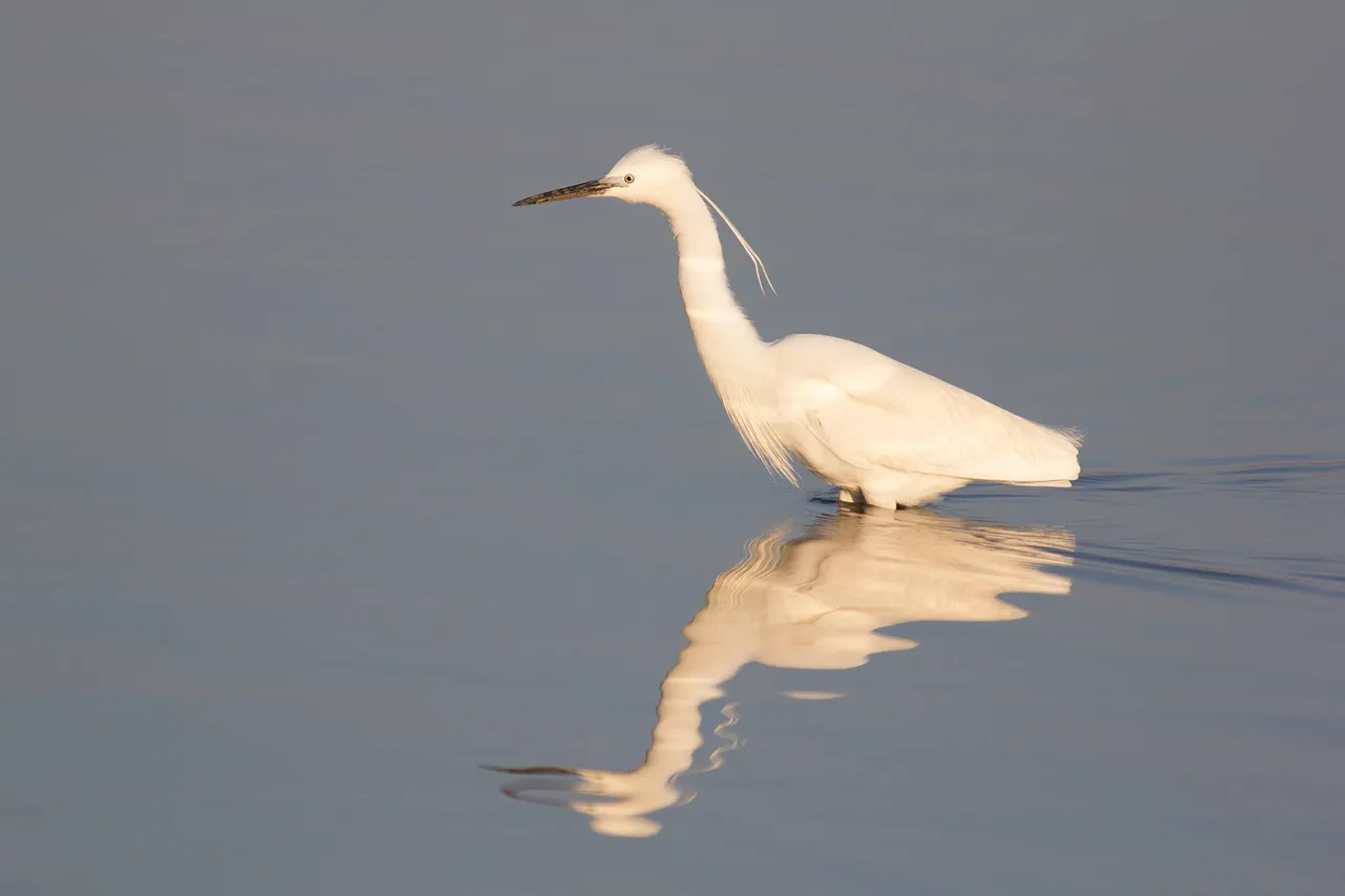 Seidenreiher_Neusiedler_See.jpg