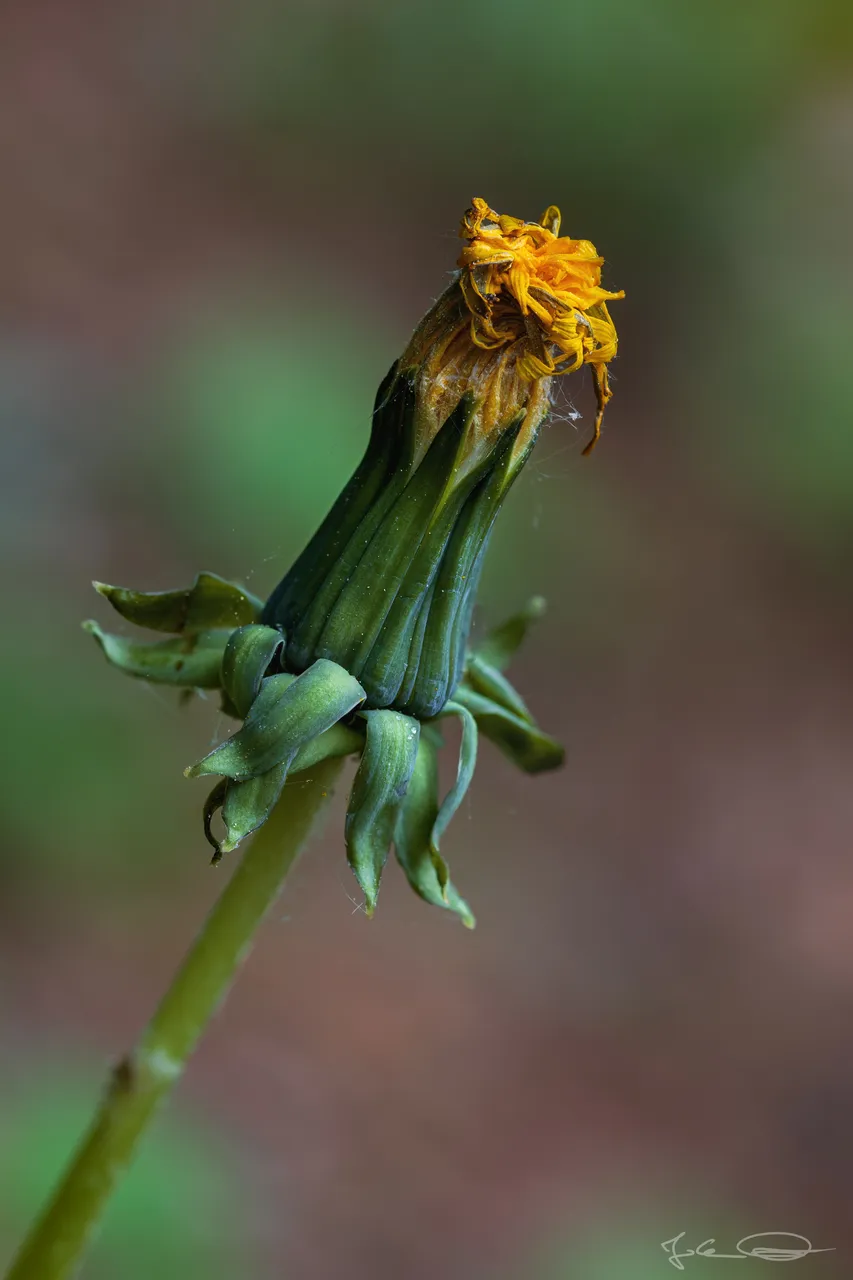 Dandelion - Taraxacum