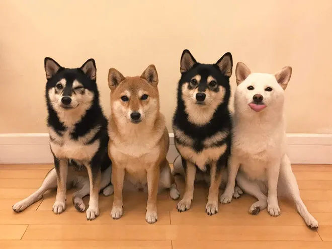 funnyphotobombingshibainu2.jpg