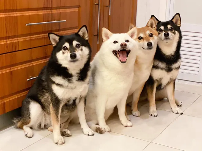 funnyphotobombingshibainu9.jpg