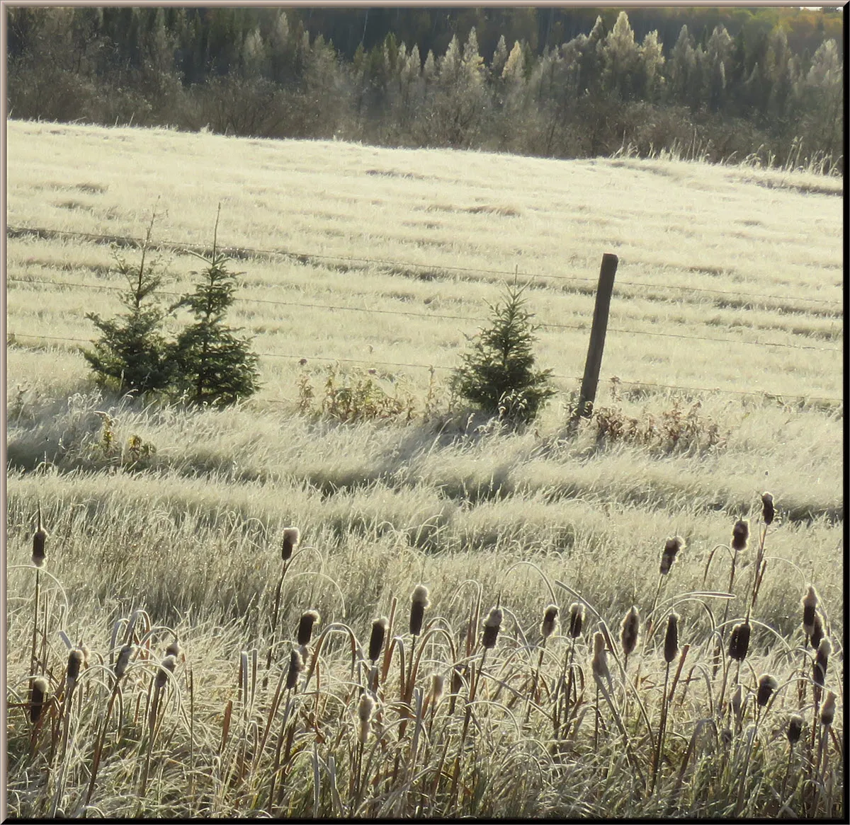 frost on the bulrushes by field.JPG