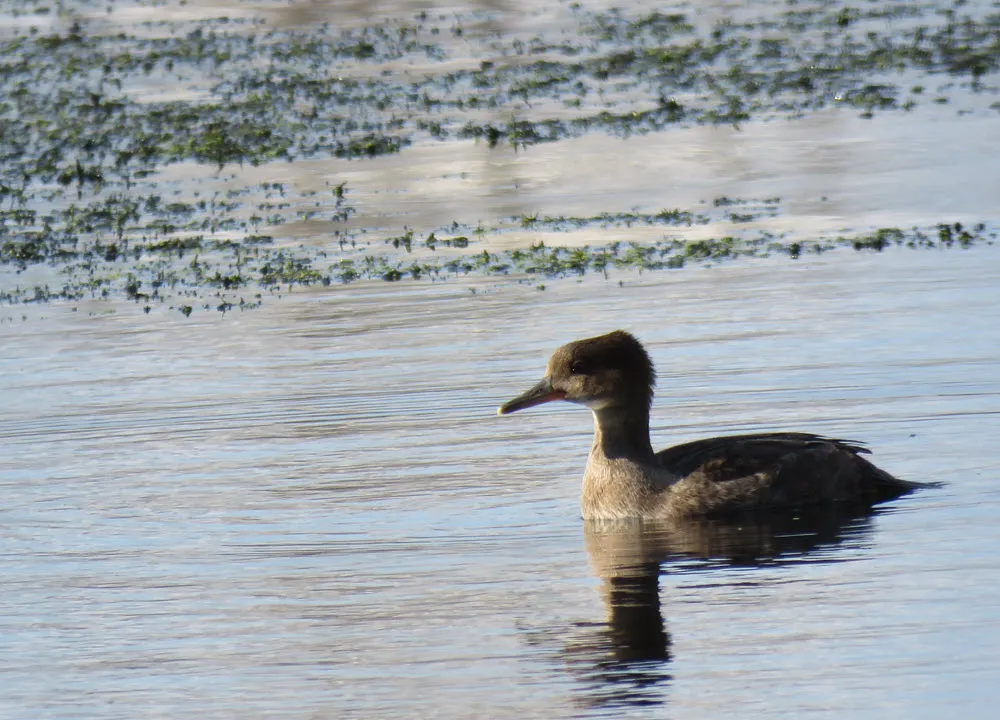 close up female hooded merganser.JPG