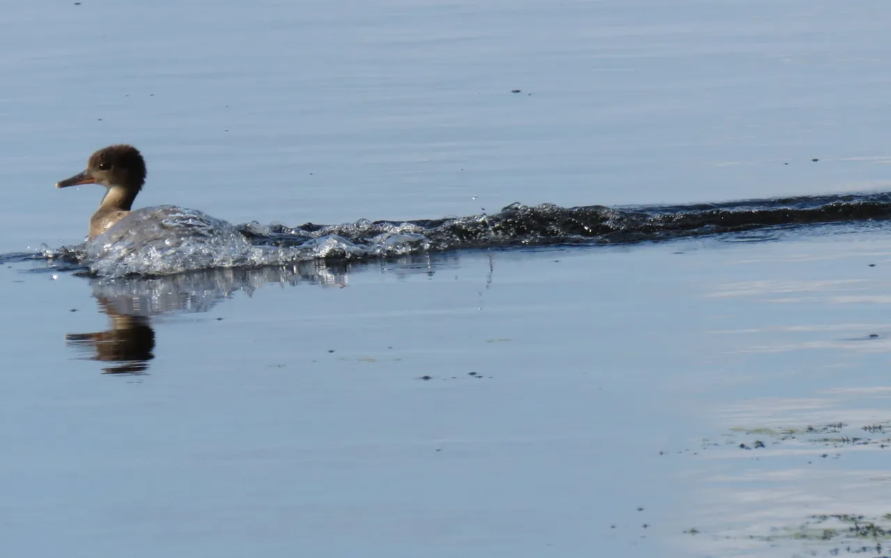 merganser splashing through water.JPG