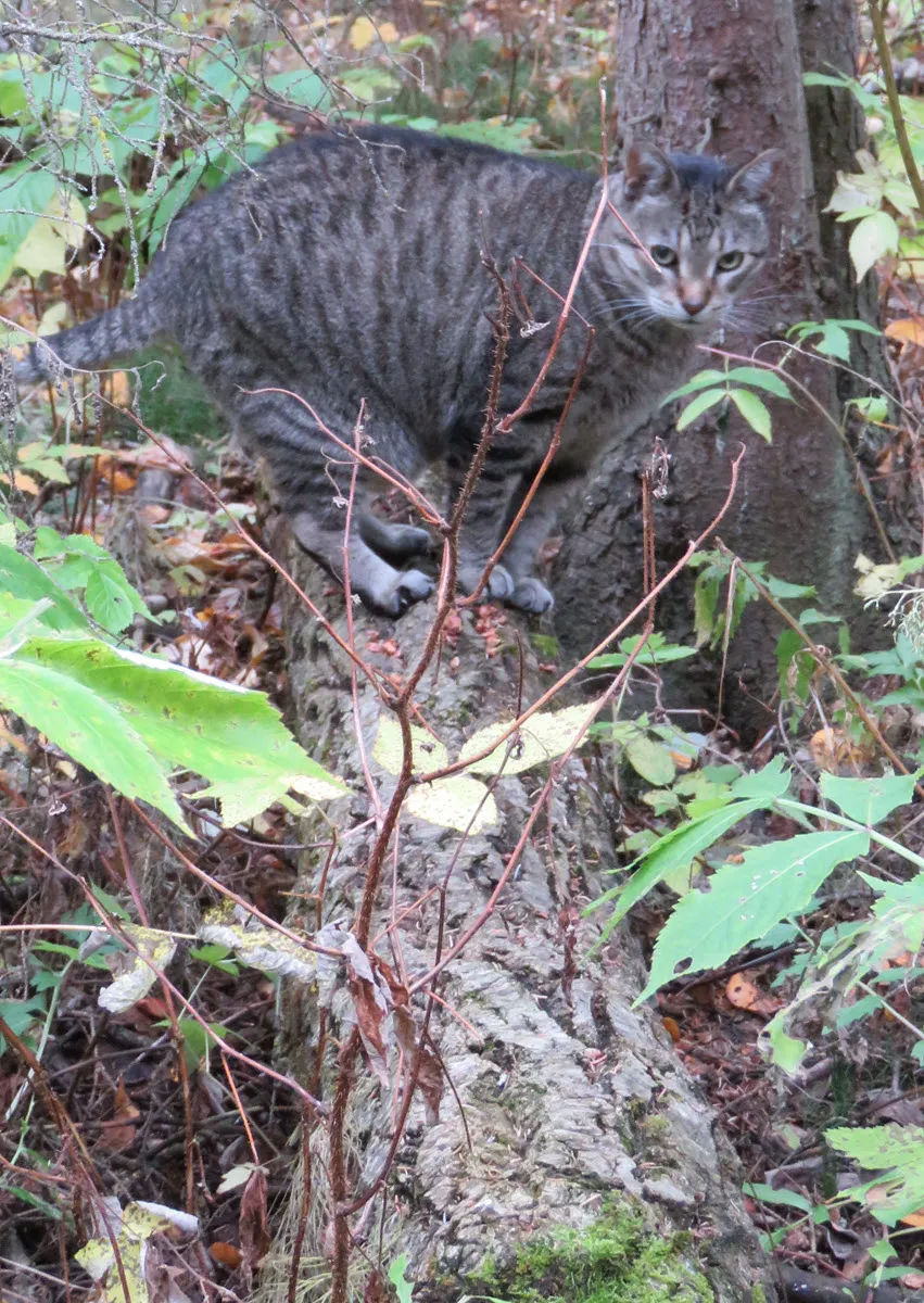 JJ on tree trunk looking at me.JPG
