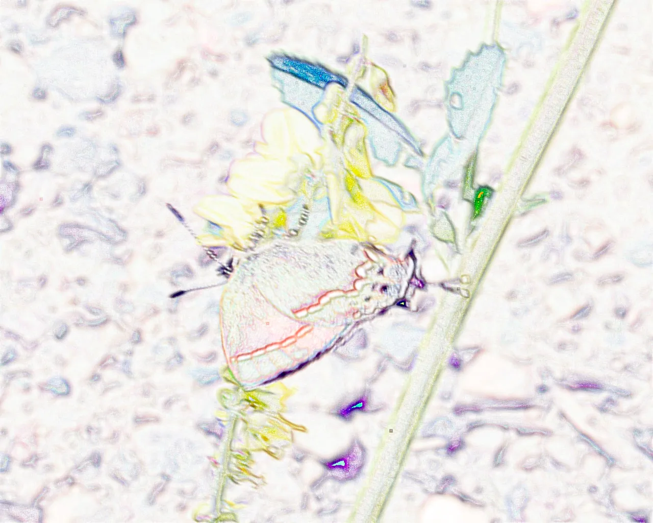 DSC_2177_simple_color_pencil.JPG