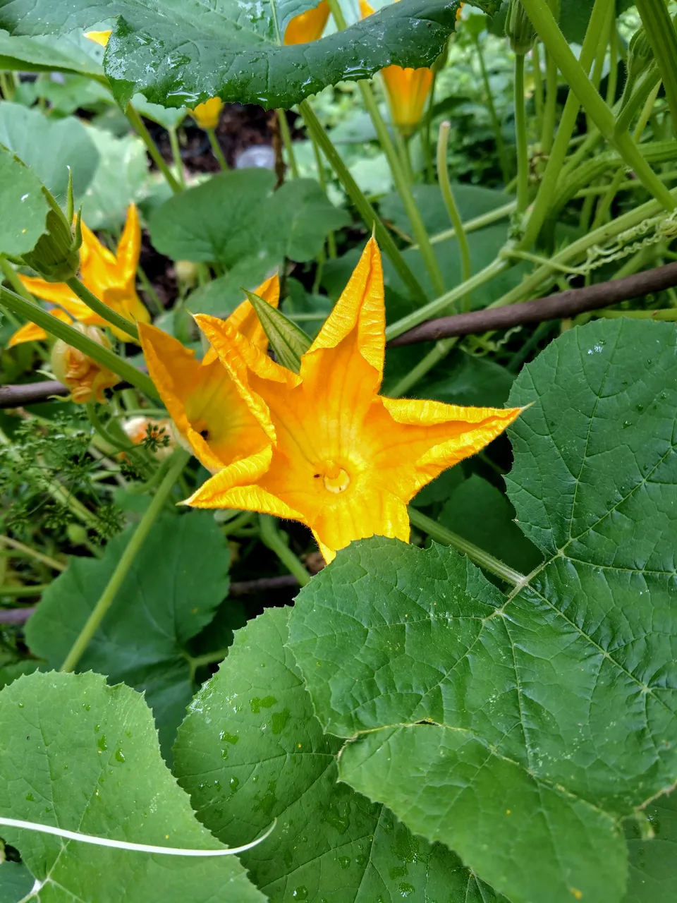 IMG_20190618_103902930_HDR.jpg