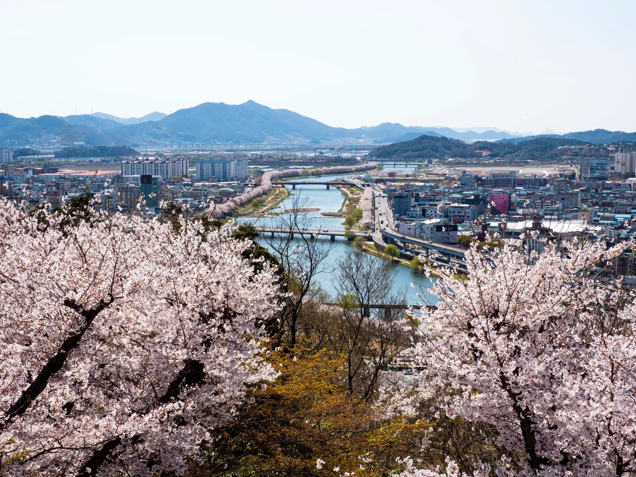 벚꼬.jpg
