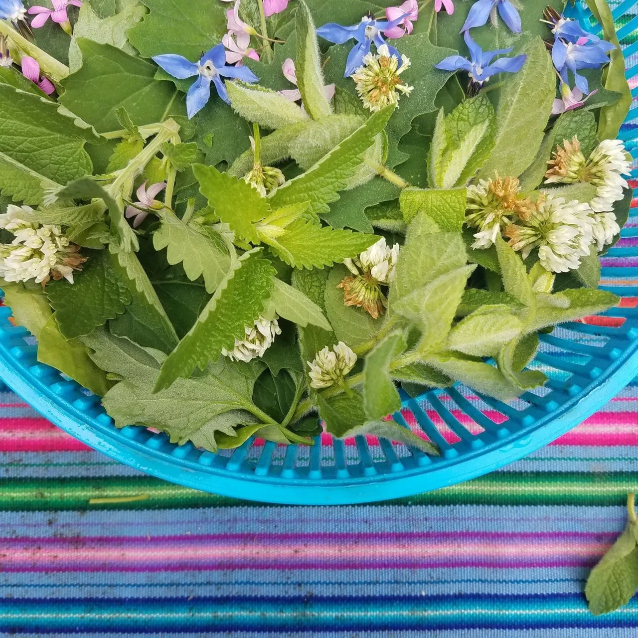 herbal salad