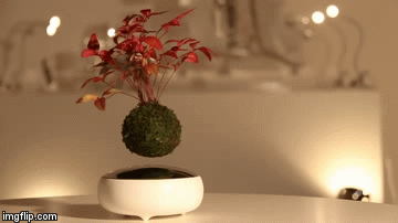 2jofo7.gif