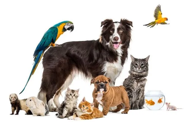 2_precious_pets_2_1.jpg
