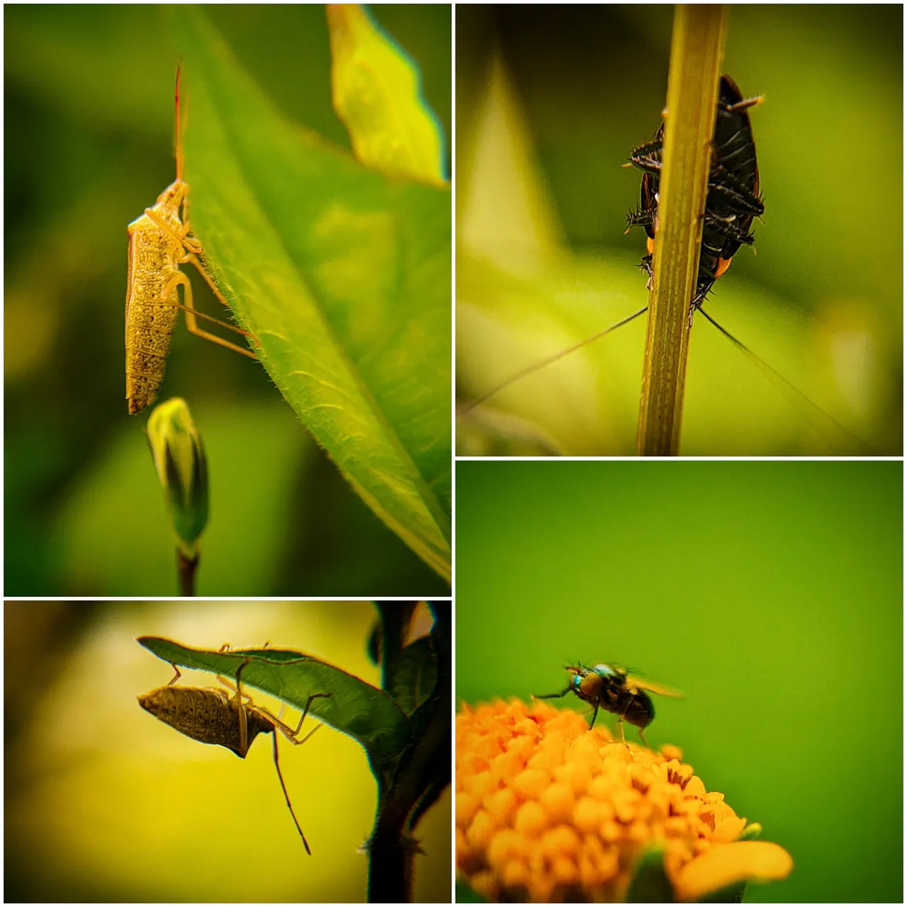 Some types of insect species are very unique and interesting - [10]