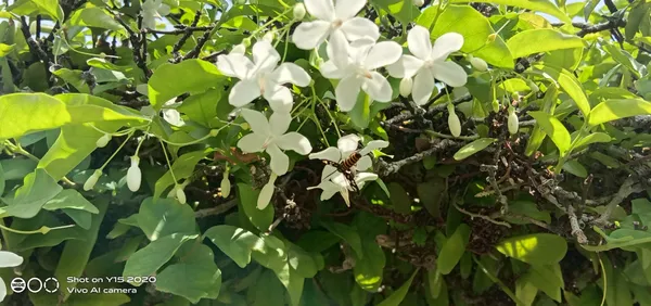 white-jasmine-flower-photography