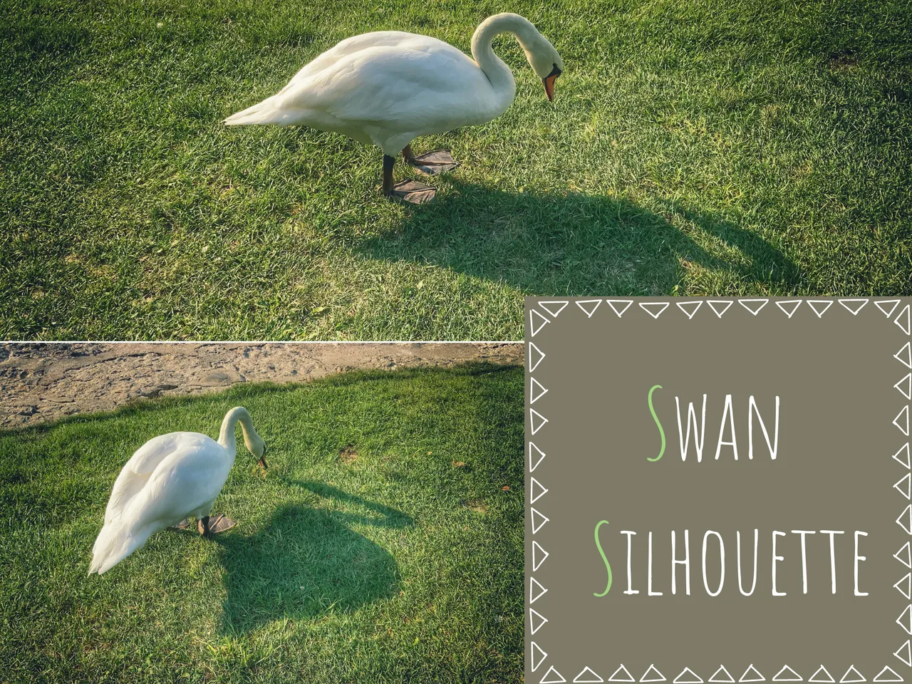 swan_and_silhouette.png