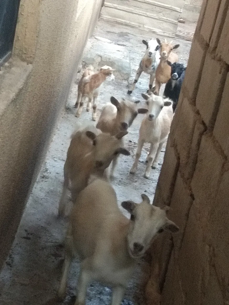 INTENSIVE SYSTEM OF REARING ANIMALS