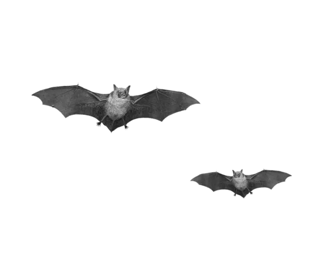flying_bats_640x512.png