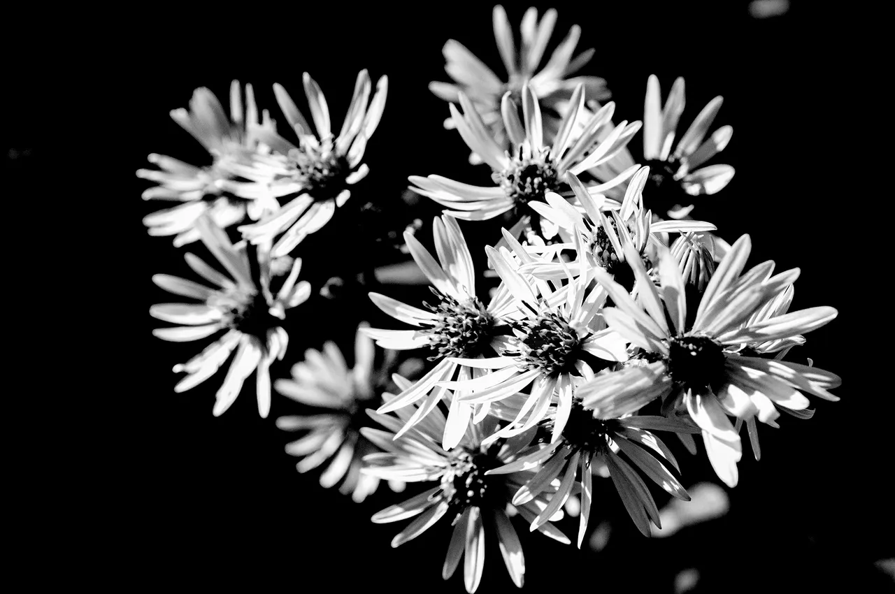 isolated_flowers_bw.jpg