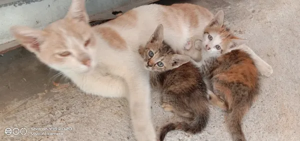 pet-cat-mother-while-nursing-kittens