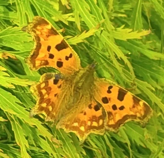 Butterfly